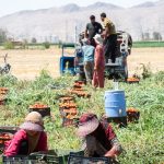 کارگران بخش کشاورزی و رنج‌های‌شان